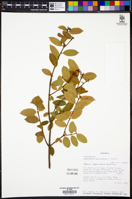 Image of Landolphia parvifolia