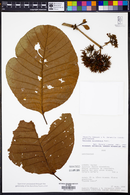 Macoubea guianensis image