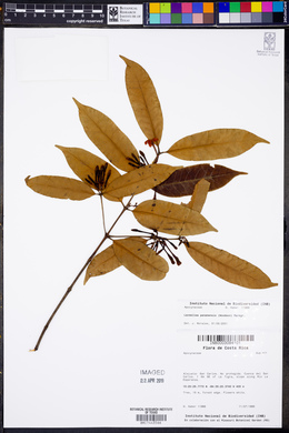 Lacmellea panamensis image
