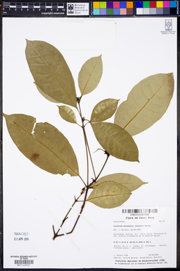Lacmellea panamensis image