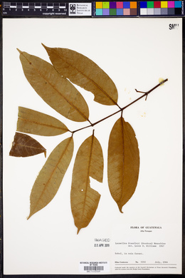 Lacmellea standleyi image