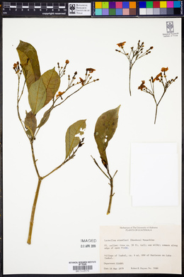 Lacmellea standleyi image