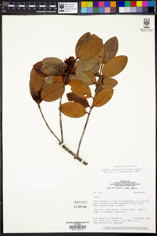 Lacmellea densifoliata image