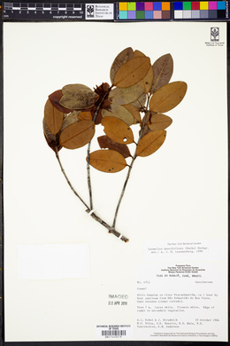 Media resource of Lacmellea densifoliata