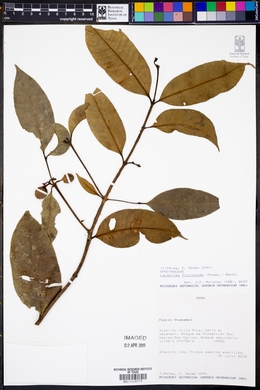 Lacmellea floribunda image