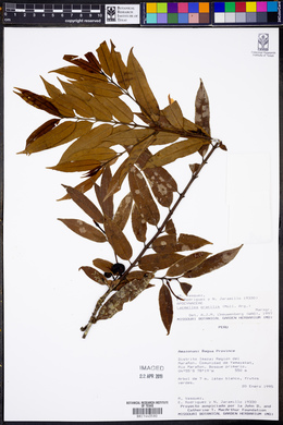 Lacmellea gracilis image