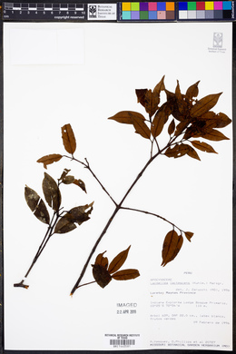Lacmellea lactescens image