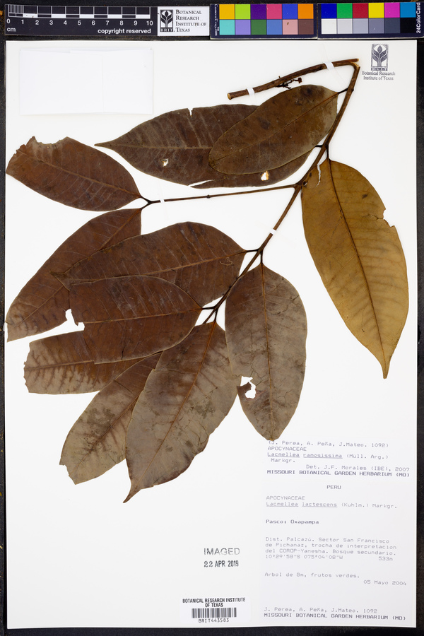 Lacmellea ramosissima image