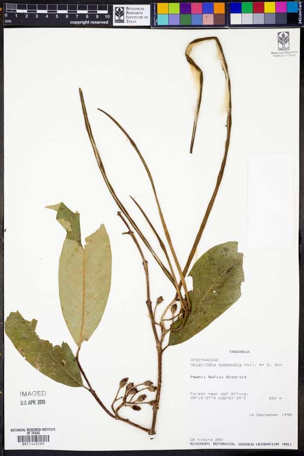 Holarrhena pubescens image