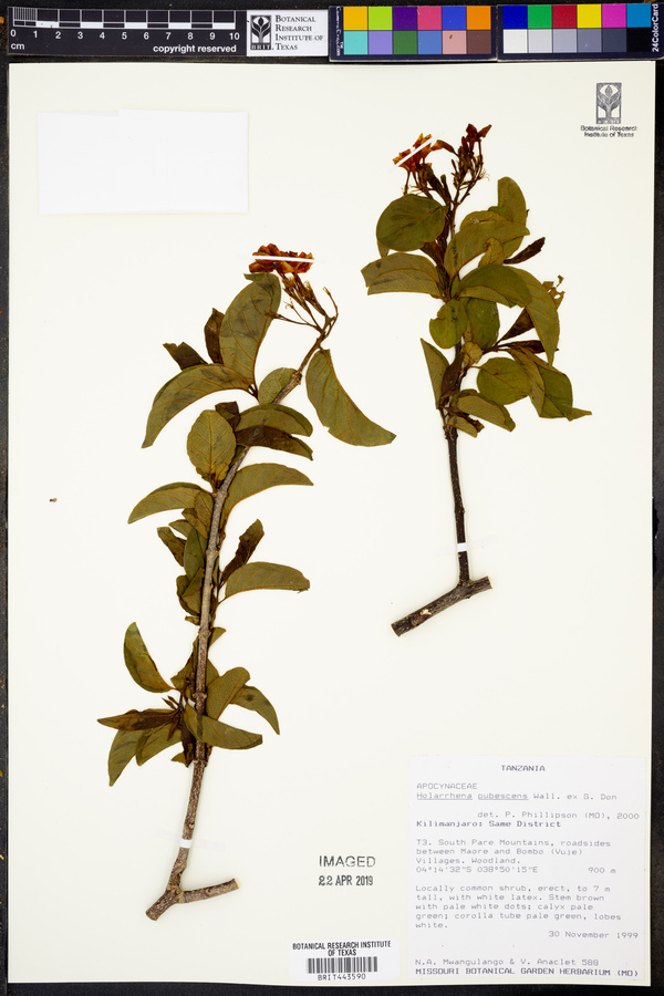 Holarrhena pubescens image