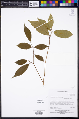 Image of Antidesma fruticosum