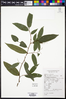 Antidesma japonicum image