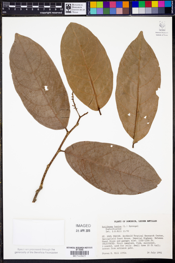 Antidesma bunius image