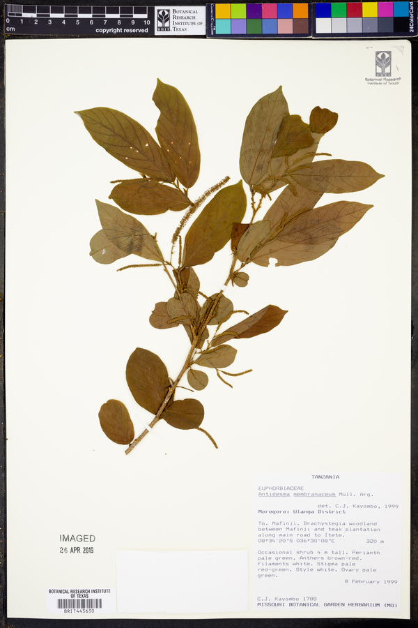 Antidesma membranaceum image