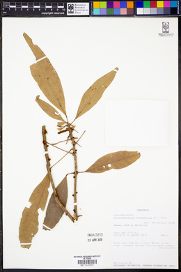 Aristogeitonia monophylla image