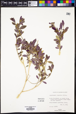 Argythamnia argentea image