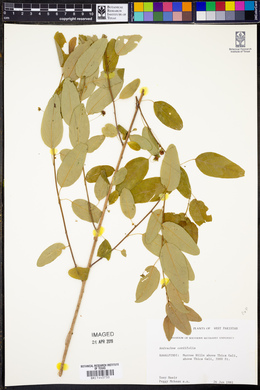 Andrachne cordifolia image