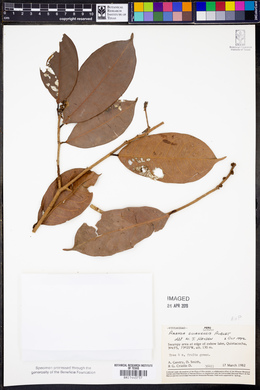 Amanoa guianensis image