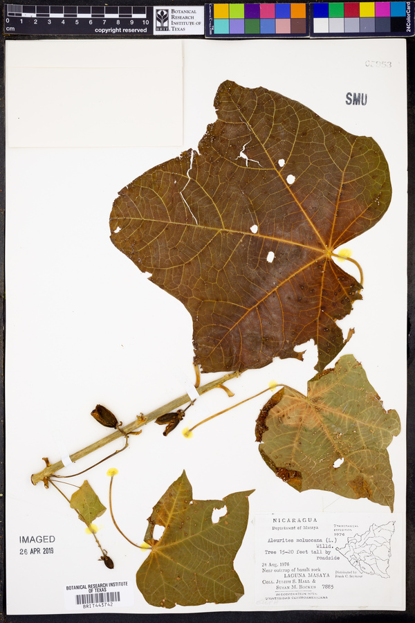 Aleurites moluccana image