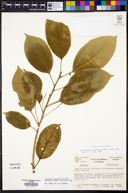 Alchorneopsis floribunda image