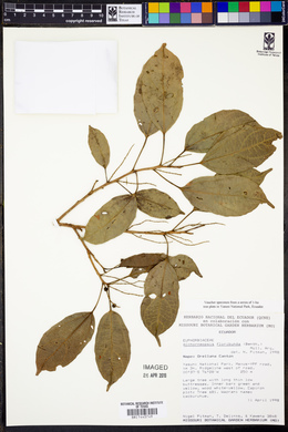 Alchorneopsis floribunda image