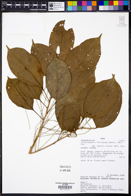 Alchorneopsis floribunda image