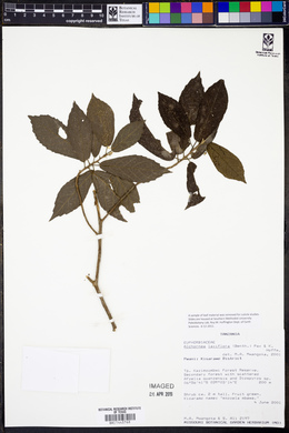 Alchornea laxiflora image