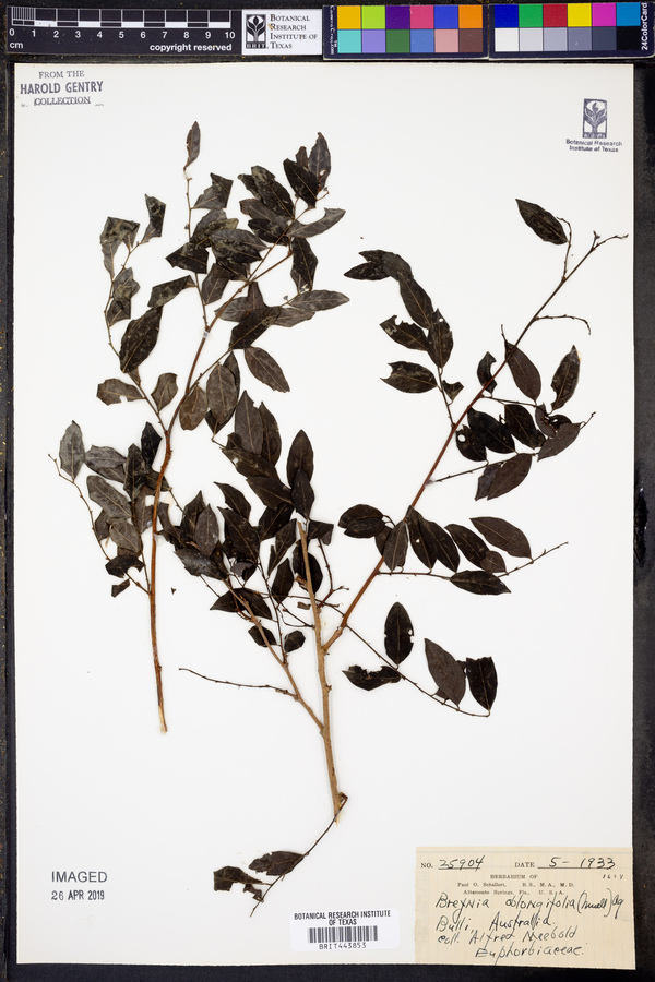 Breynia oblongifolia image