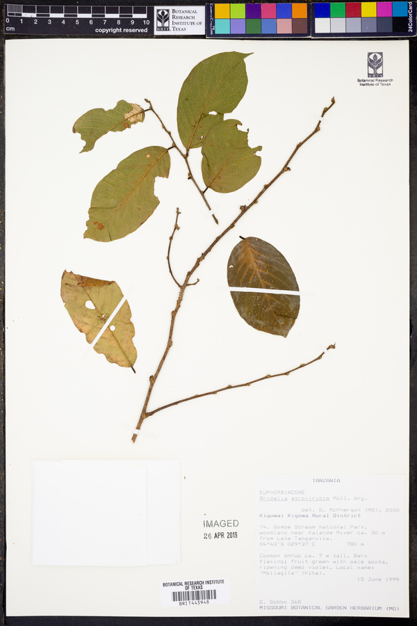 Bridelia atroviridis image