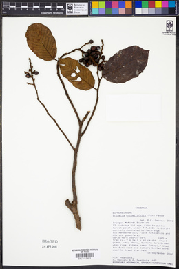 Bridelia brideliifolia image