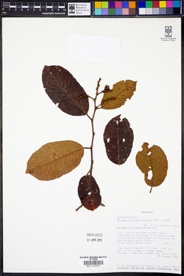 Bridelia brideliifolia image