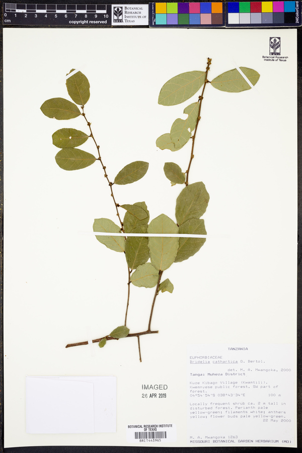 Bridelia cathartica image