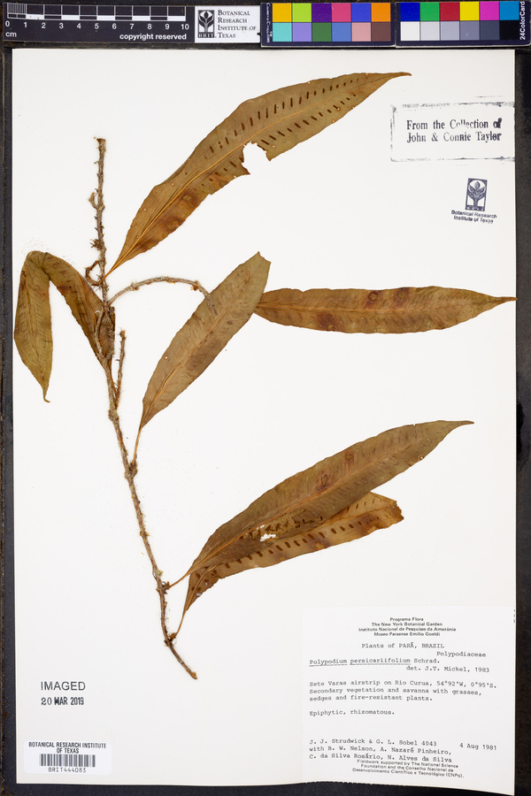 Microgramma persicariifolia image