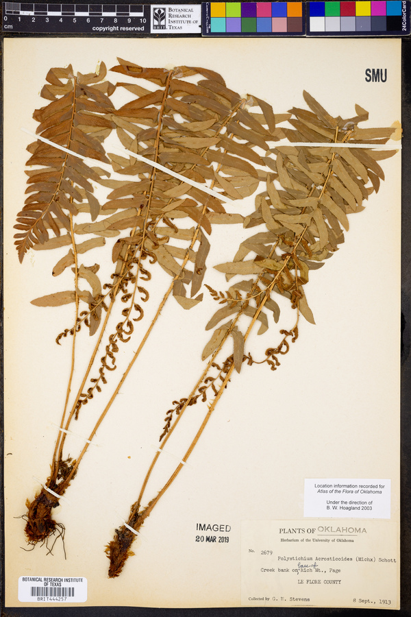 Polystichum acrostichoides image
