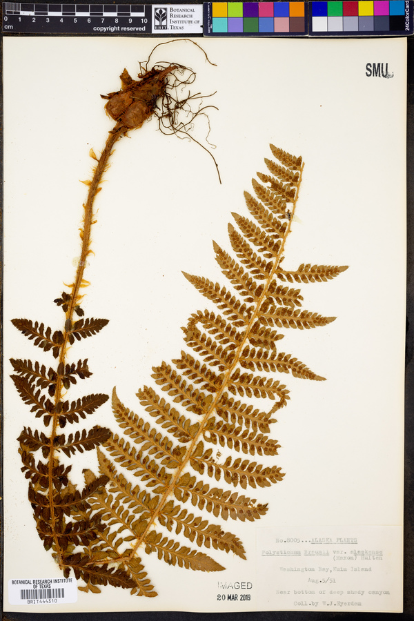 Polystichum braunii var. alaskense image