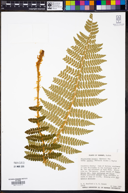 Polystichum braunii subsp. purshii image