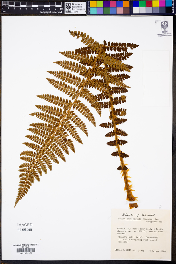 Polystichum braunii image