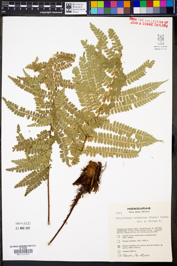 Polystichum ordinatum image