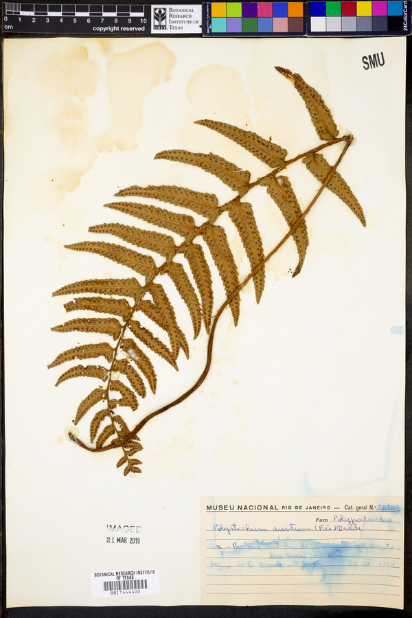 Phanerophlebia aurita image