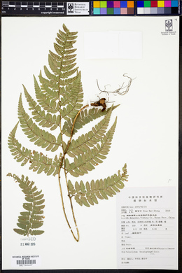 Image of Polystichum hecatopterum