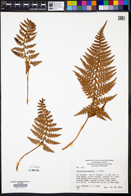 Polystichum neozelandicum subsp. neozelandicum image