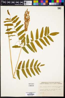 Osmunda regalis subsp. spectabilis image