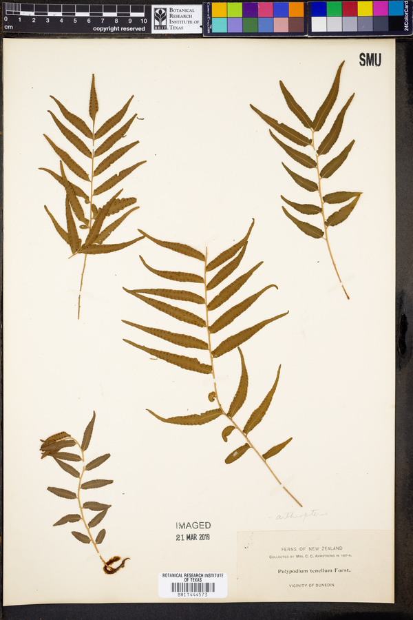 Arthropteris tenella image