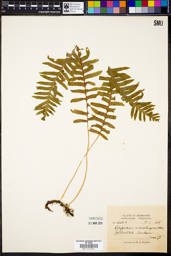 Polypodium microrhizoma image