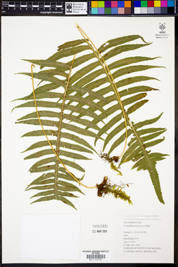 Goniophlebium niponicum image