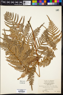 Pteridium aquilinum subsp. pseudocaudatum image