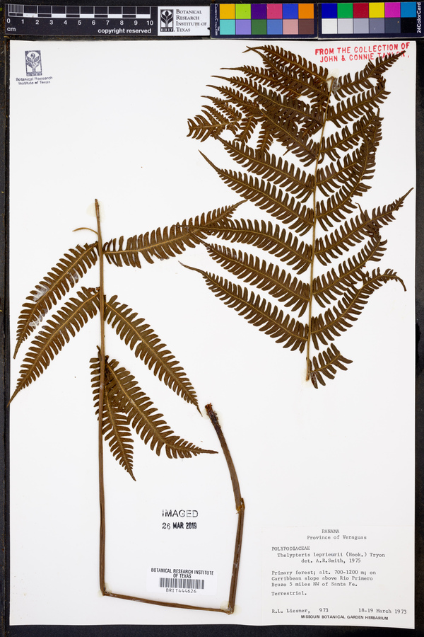 Steiropteris leprieurii image