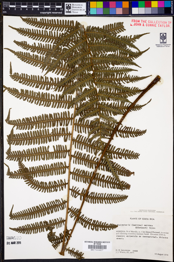 Amauropelta rudis image