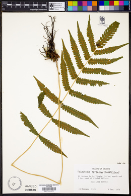 Goniopteris tetragona subsp. tetragona image