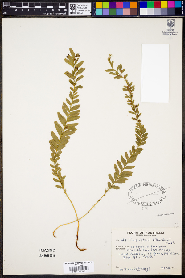 Tmesipteris billardierei image